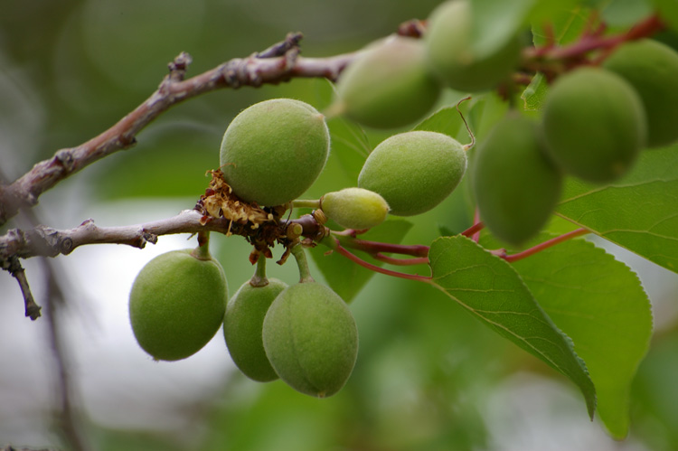 young native apricots