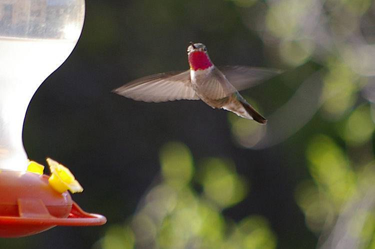 black-chinned hummingbird