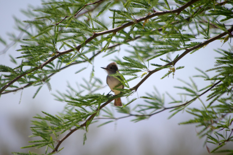 flycatcher in the Sonoran desert