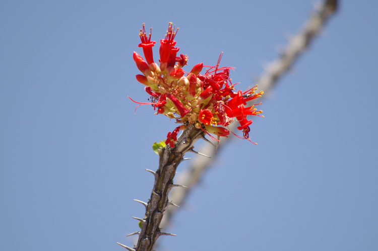 Ocotillo blossom near Tucson, AZ