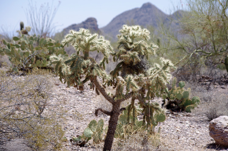 Cactus in Tucson Mountain Park, Arizona