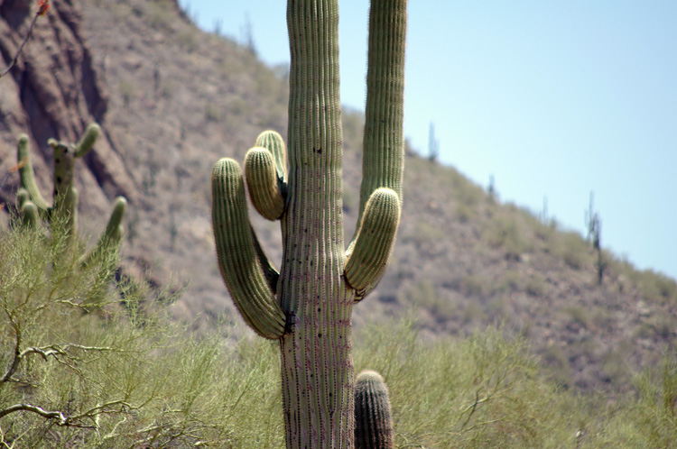 Saguaro with palo verde trees in Tucson Mountain Park