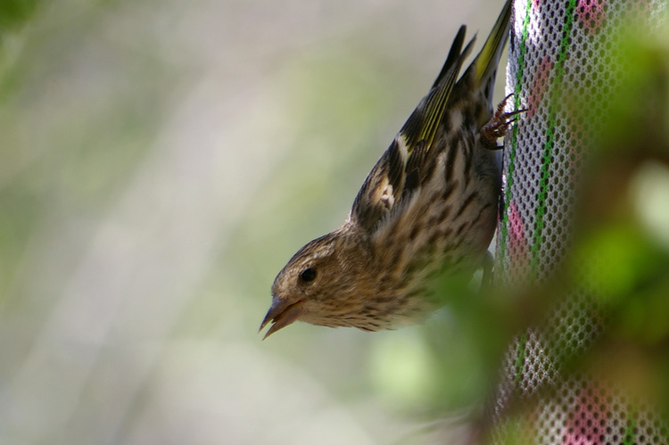 finch with thistle seed