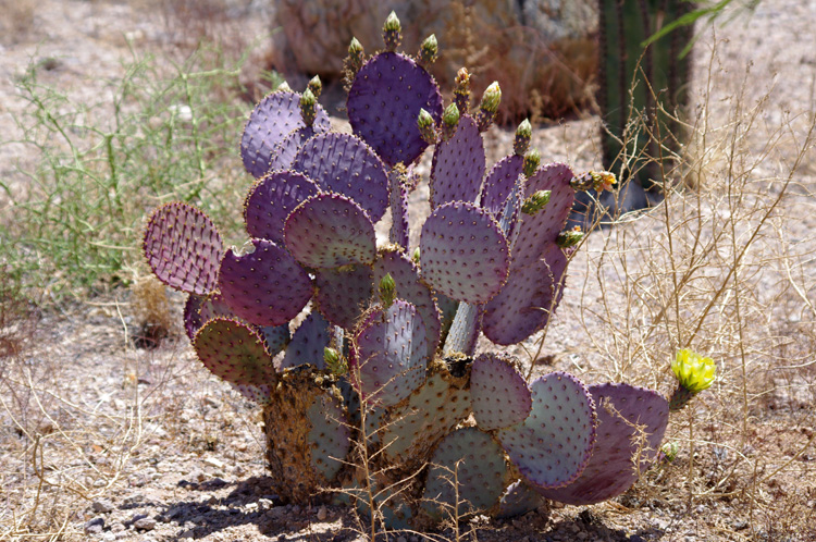 Purple blooming cactus near Tucson, AZ