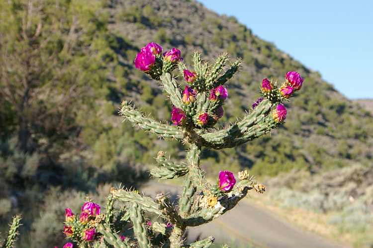 Cholla blossoms by the Rio Grande