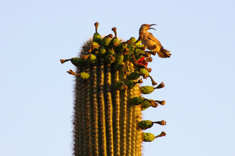 Saguaro National Park denizen near Tucson, AZ