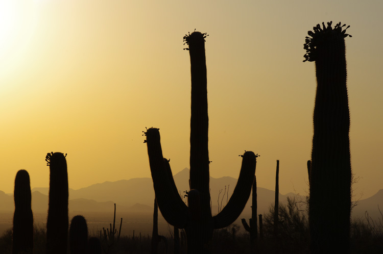 Saguaro National Park, Tucson, AZ