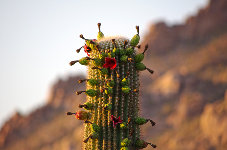 Saguaro National Park, Tucson, AZ