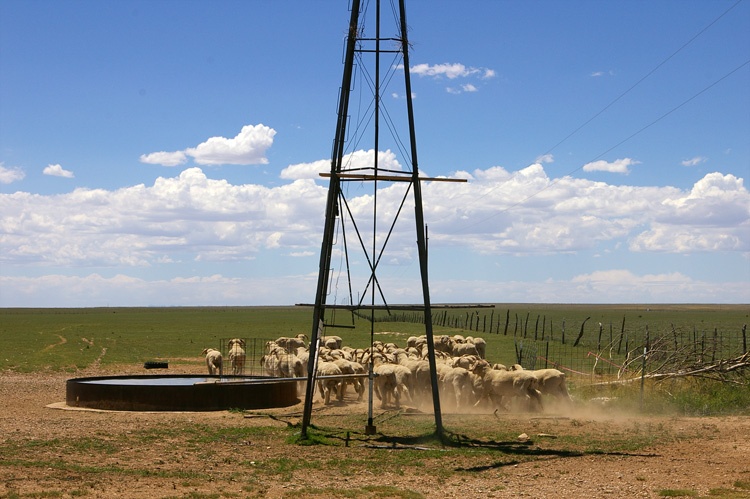 Sheep stampede in eastern New Mexico