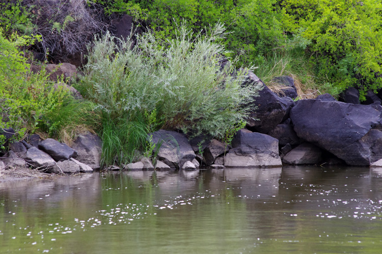 Rocky bank of the Rio Grande