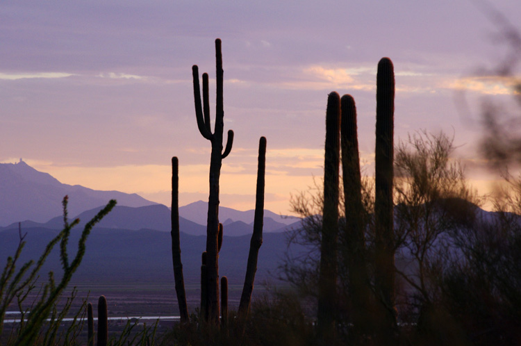 Saguaro National Park, Tucson