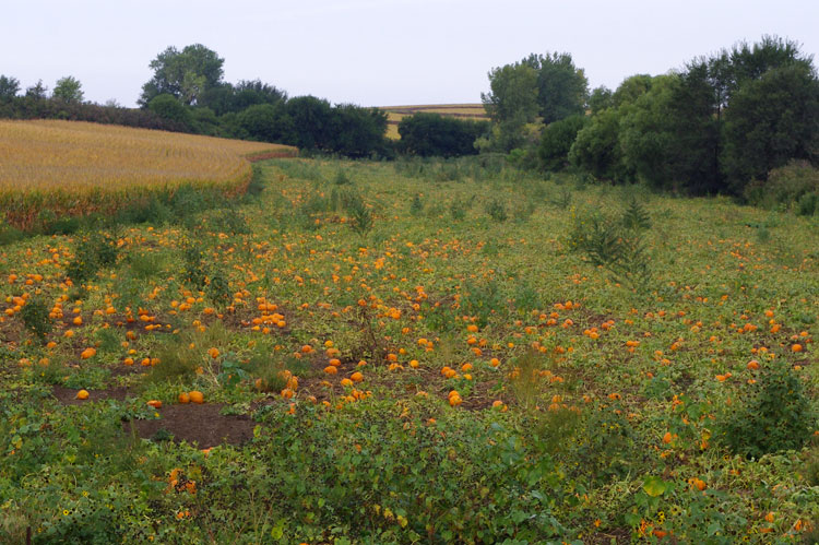 pumpkin field